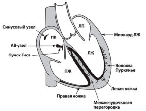 Блокады сердца презентация